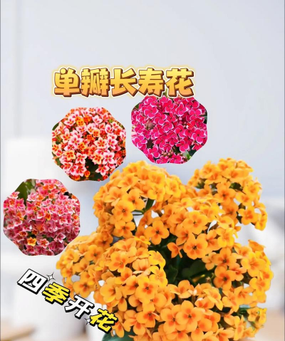 养花单数双 养花单数双