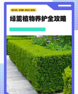 绿篱养护管理方法 绿篱养护管理方法