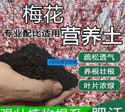 梅花适合什么土质养殖 梅花适合什么土质养殖