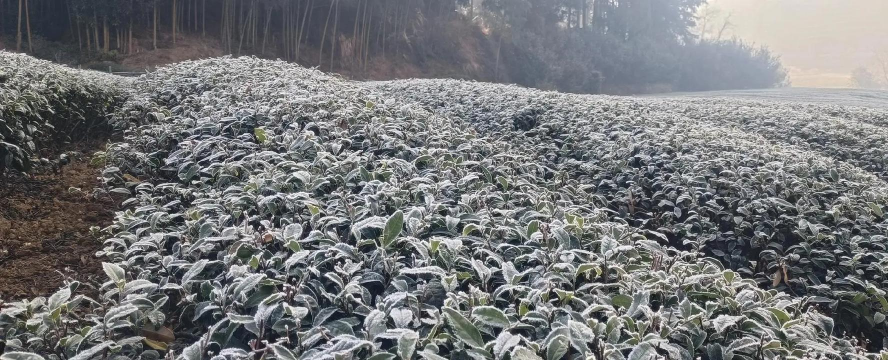 茶树抗冻害栽培技术 茶树抗冻害栽培技术