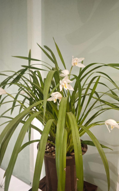 哪些国家有种中国兰 哪些国家有种中国兰