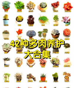 夏日多肉植物养护需要注意哪些方面 夏日多肉植物养护需要注意哪些方面