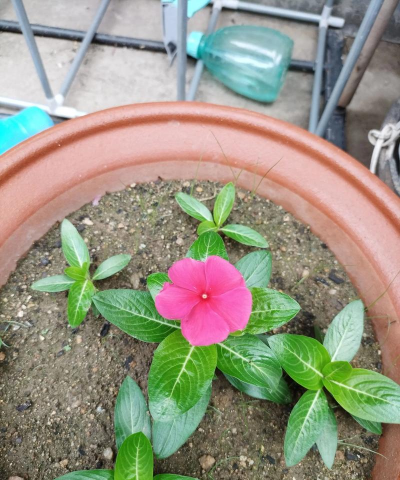 养花连阴雨 养花连阴雨
