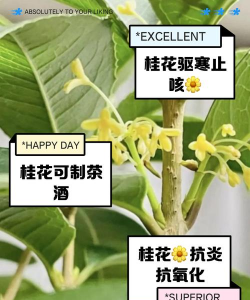 桂花树枝有哪些作用 桂花树枝有哪些作用