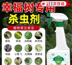 幸福树用什么喷 幸福树用什么喷