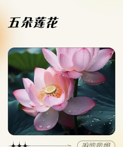 小莲花的寓意是什么 小莲花的寓意是什么