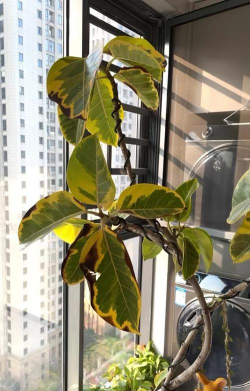 榕树为什么会有黑斑黄叶 榕树为什么会有黑斑黄叶