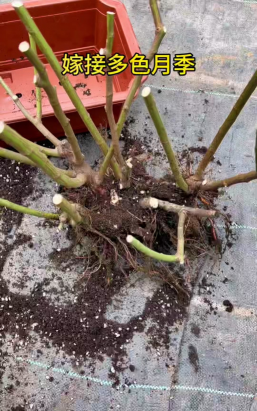 兵哥养花方法 兵哥养花方法