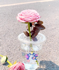 深杯子养花 深杯子养花