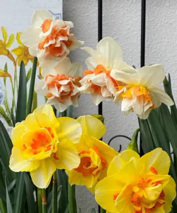 冬季可养花 冬季可养花