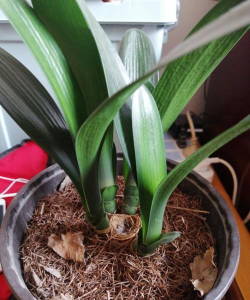 养花烂花心 养花烂花心