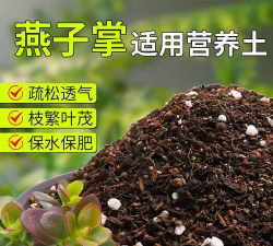 种燕子掌用什么土 种燕子掌用什么土