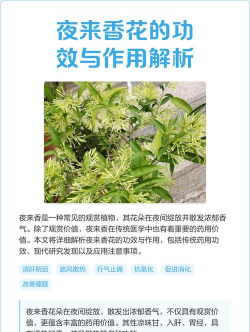 夜兰香有什么作用 夜兰香有什么作用