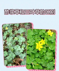 三叶草和哪些植物配合 三叶草和哪些植物配合