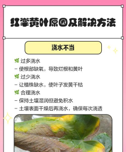 红掌叶子为什么黄 红掌叶子为什么黄