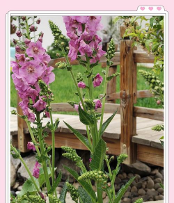 什么花种在室外不怕冻 什么花种在室外不怕冻