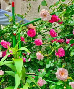 日本大叔养花 日本大叔养花