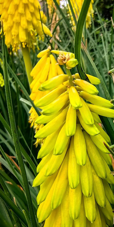 火炬花的含义是什么 火炬花的含义是什么