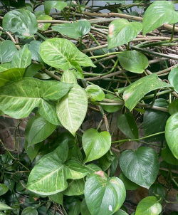 绿萝为什么黏藤 绿萝为什么黏藤