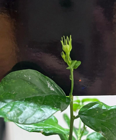 养花热门挑战 养花热门挑战