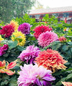 春天菊花是怎么样的 春天菊花是怎么样的