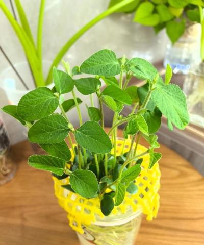 养花的黄豆 养花的黄豆