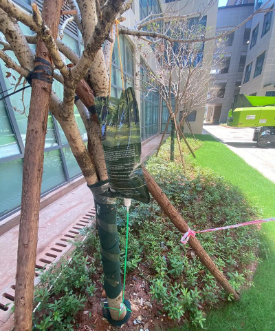 接树是什么 接树是什么