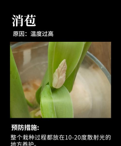 郁金香有蕾难开花的几个原因 郁金香有蕾难开花的几个原因