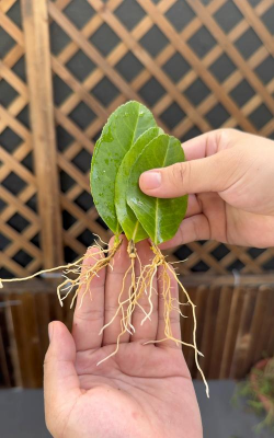 柠檬插扦为什么死 柠檬插扦为什么死