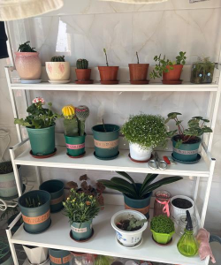 寝室养花花盆 寝室养花花盆