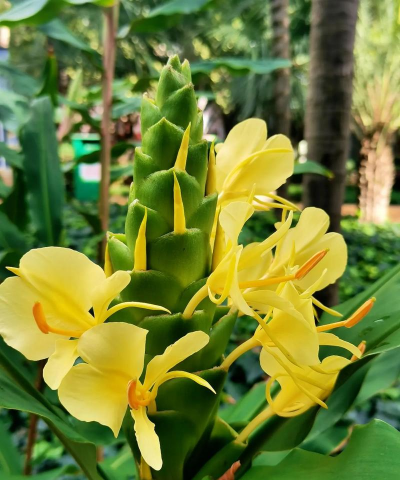 黄姜花代表什么意思 黄姜花代表什么意思