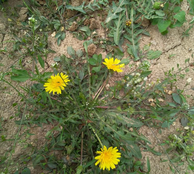 蒲公英老了是什么样子 蒲公英老了是什么样子