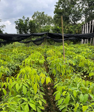 橡胶苗圃管理措施 橡胶苗圃管理措施