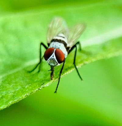 什么花草熏苍蝇 什么花草熏苍蝇