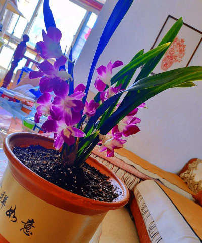 老舍的养花技巧 老舍的养花技巧