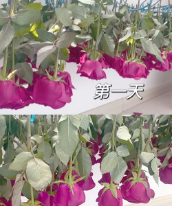 花的能保存多久 花的能保存多久