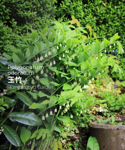 玉竹生长周期是多久 玉竹生长周期是多久