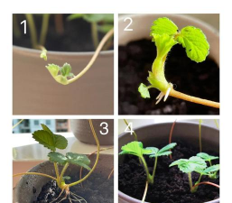 草莓养花小技巧 草莓养花小技巧