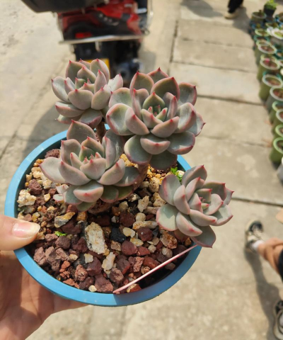 香妃回家怎么养花 香妃回家怎么养花