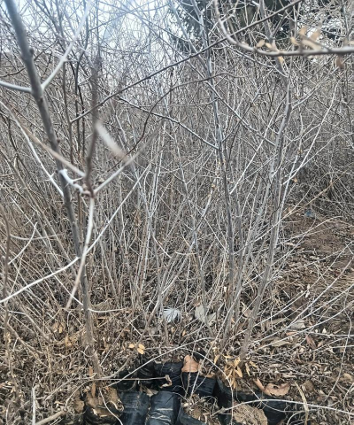 沙地蔓荆扦插育苗技术 沙地蔓荆扦插育苗技术