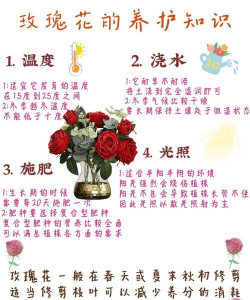 养花人的心里 养花人的心里