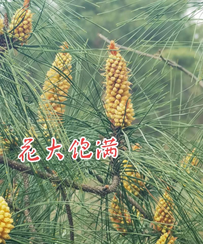 枯松树心养花 枯松树心养花