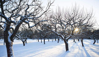 苹果树冬剪的“五看四注意” 苹果树冬剪的“五看四注意”
