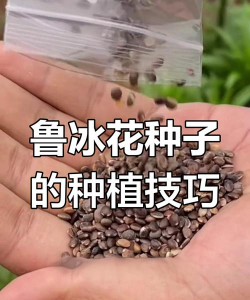 冬天有什么花种子可以种 冬天有什么花种子可以种