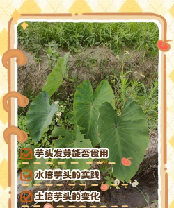 红芽芋金边叶什么原因 红芽芋金边叶什么原因