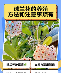 球兰花需要什么土来种植 球兰花需要什么土来种植