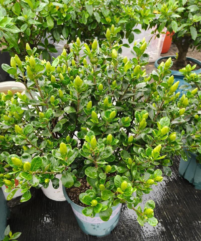 养花为啥接雨水 养花为啥接雨水