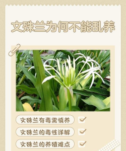 文殊兰的花有什么作用 文殊兰的花有什么作用