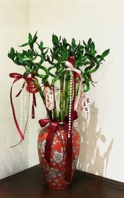 家养花卉竹子 家养花卉竹子