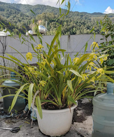 野生虎头兰为什么没花苞 野生虎头兰为什么没花苞